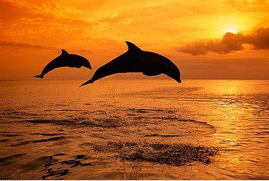 《无主之地4》的进化幅度比从2代到3代还大